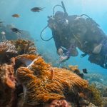1638195806-friwen-wall-raja-ampat---jpg-medium