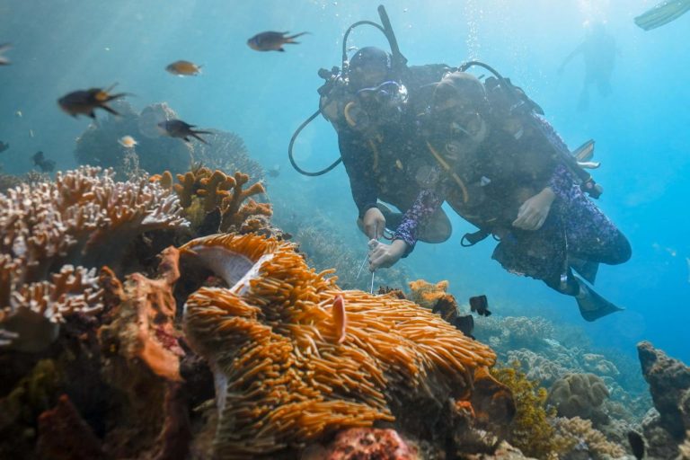 1638195806-friwen-wall-raja-ampat---jpg-medium