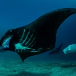 picture-of-manta-ray-in-raja-ampat