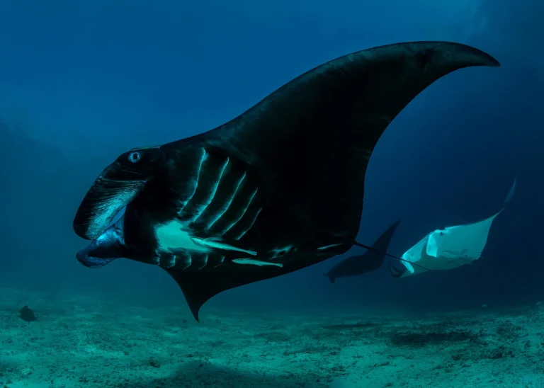 picture-of-manta-ray-in-raja-ampat