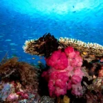 Underwater-Raja-Ampat_OK (1)