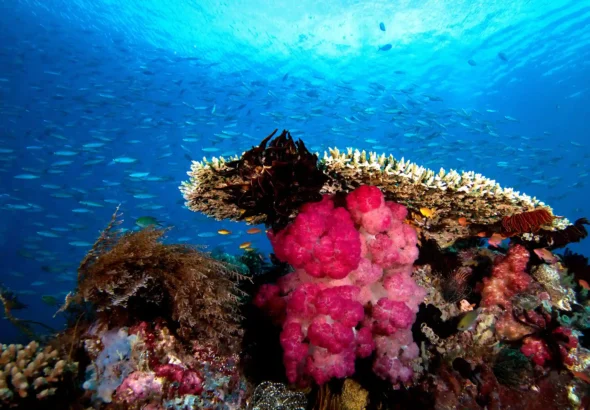 Underwater-Raja-Ampat_OK (1)
