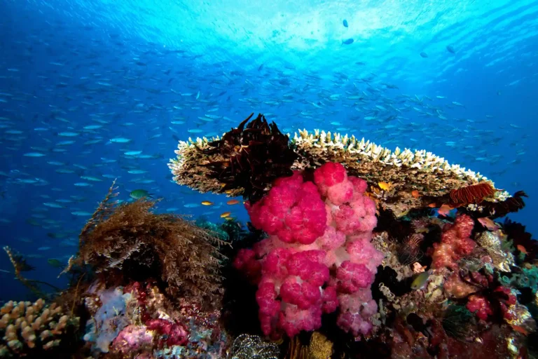 Underwater-Raja-Ampat_OK (1)